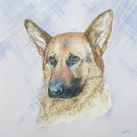 Frank, the German Shepherd Dog