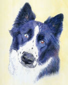 Maya Pet Portrait